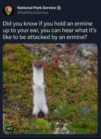 This meme is a humorous image of a small, fluffy animal (an ermine) standing on its hind legs, looking directly at the camera with a curious expression. The text above the image reads: "Did you know if you hold an ermine up to your ear, you can hear what it's like to be attacked by an ermine?" The joke is a play on words, implying that the ermine is so small and cute that it would be impossible to hear it making any loud noises, let alone being attacked by it.